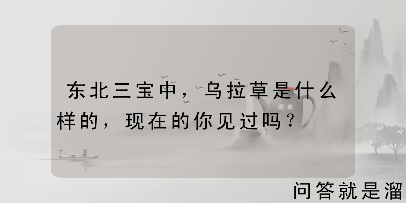 东北三宝中，乌拉草是什么样的，现在的你见过吗？