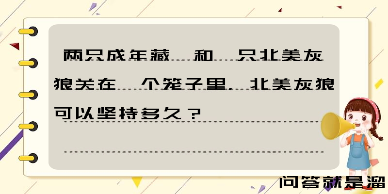 两只成年藏獒和一只北美灰狼关在一个笼子里，北美灰狼可以坚持多久？