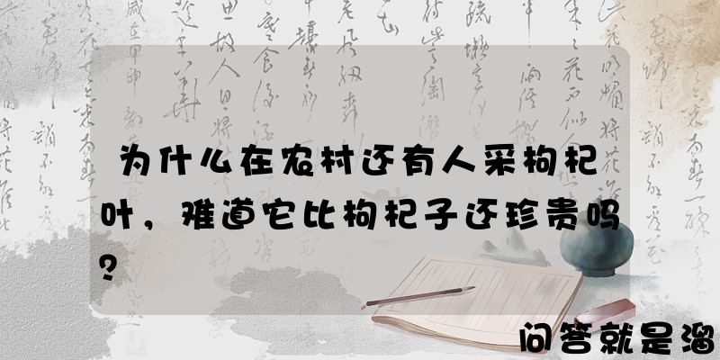 为什么在农村还有人采枸杞叶，难道它比枸杞子还珍贵吗？