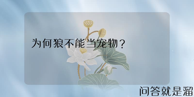 为何狼不能当宠物？