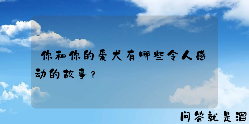 你和你的爱犬有哪些令人感动的故事？