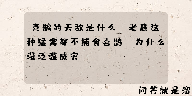 喜鹊的天敌是什么？老鹰这种猛禽都不捕食喜鹊，为什么没泛滥成灾？