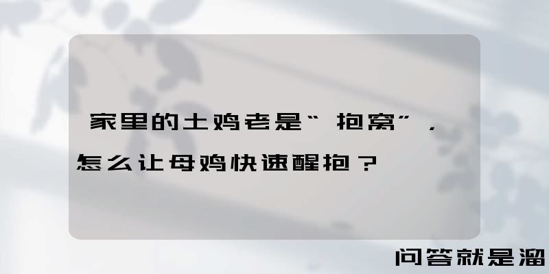 家里的土鸡老是“抱窝”，怎么让母鸡快速醒抱？