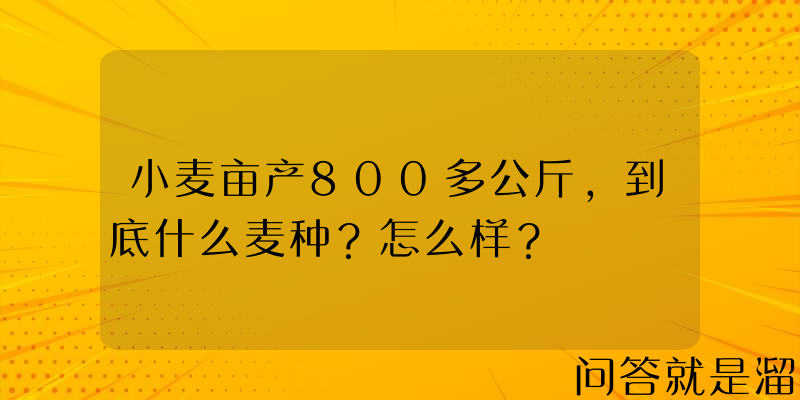 小麦亩产800多公斤，到底什么麦种？怎么样？