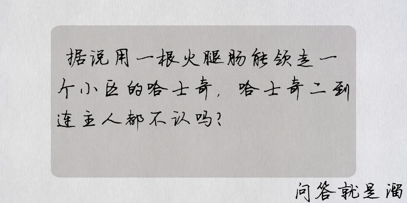 据说用一根火腿肠能领走一个小区的哈士奇，哈士奇二到连主人都不认吗？