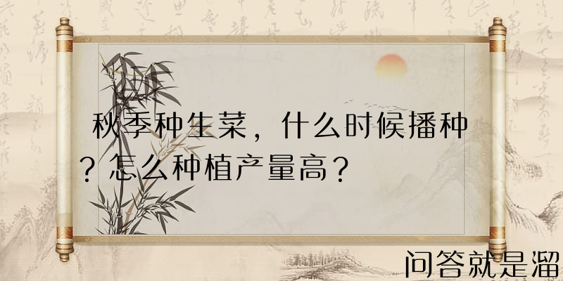 秋季种生菜，什么时候播种？怎么种植产量高？