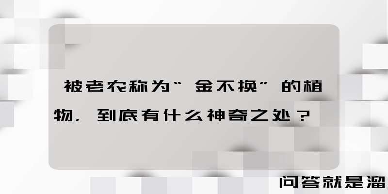 被老农称为“金不换”的植物，到底有什么神奇之处？