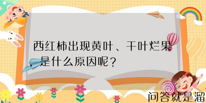 西红柿出现黄叶、干叶烂果，是什么原因呢？